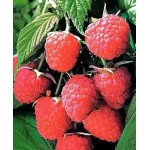 Саженец малины "Полька" Саженец малины "Полька"